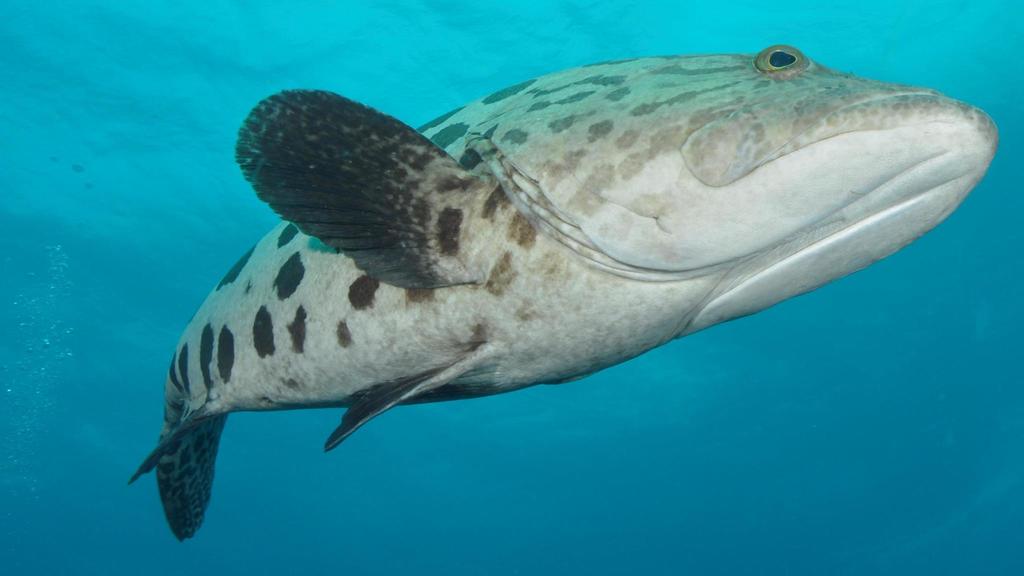 Potato Rockcod