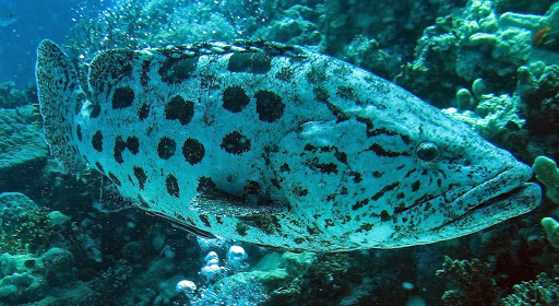 Potato Rockcod