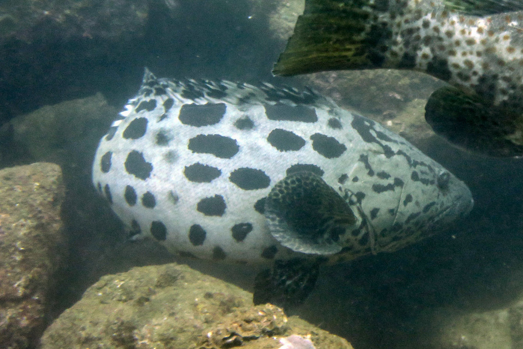 Potato Rockcod