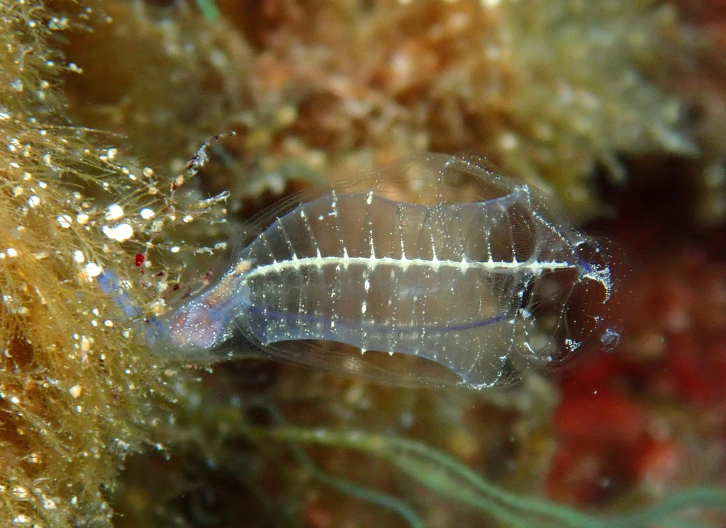 Bluestriped Light Bulb Tunicate