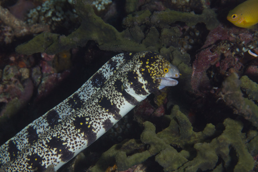 Snowflake Moray