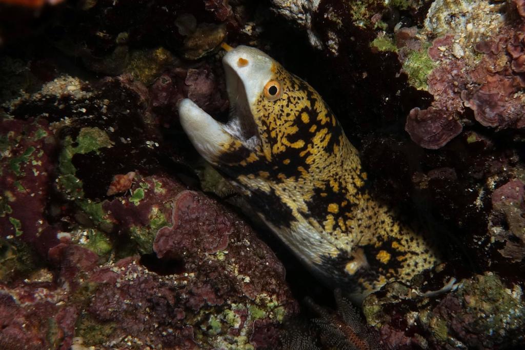 Snowflake Moray