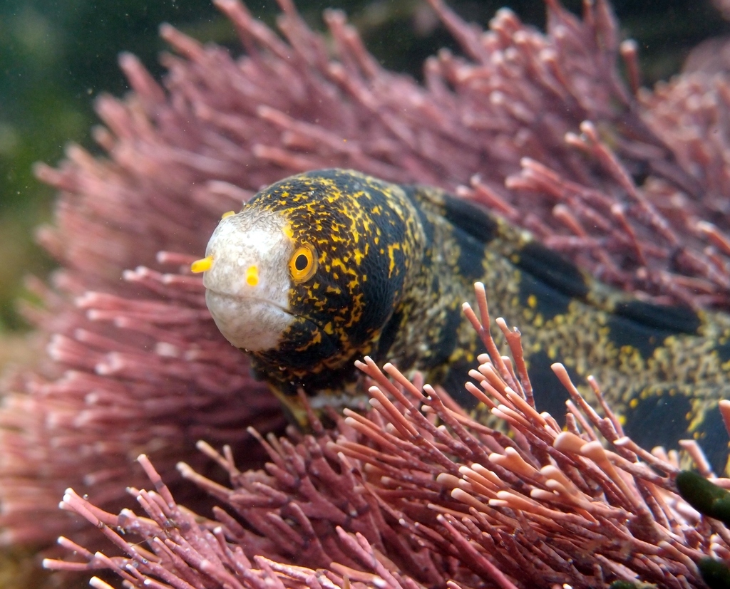 Snowflake Moray
