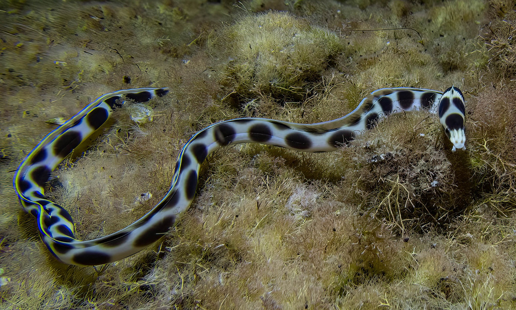 Tiger Snake Eel