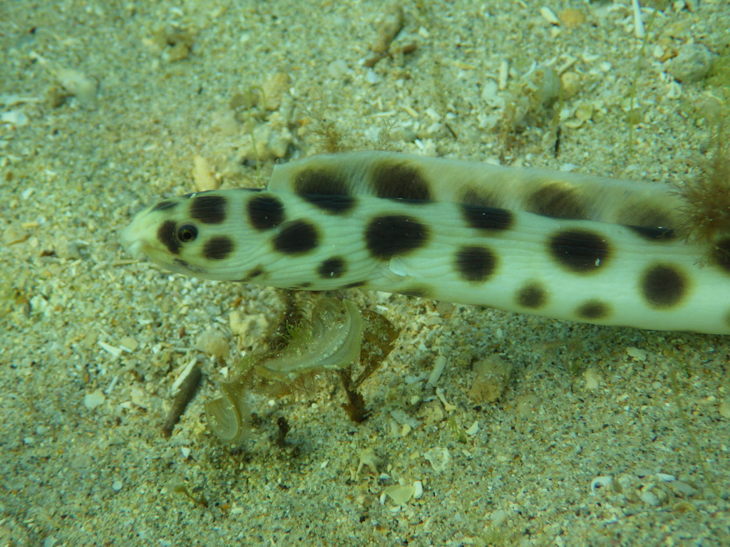 Tiger Snake Eel