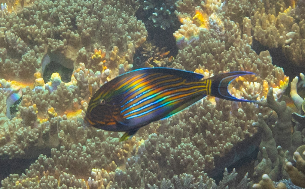 Chirurgien Zèbre