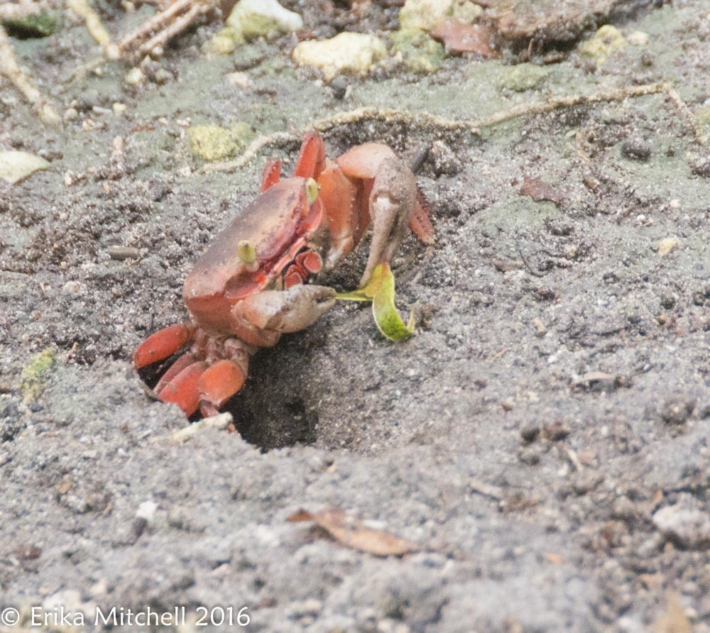 Blue Land Crab