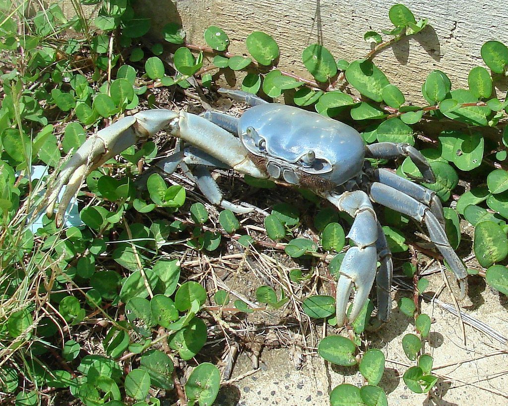 Blue Land Crab