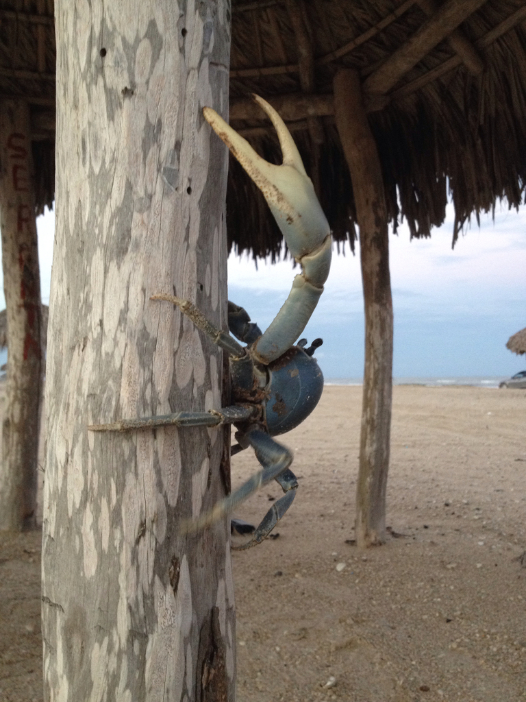Blue Land Crab