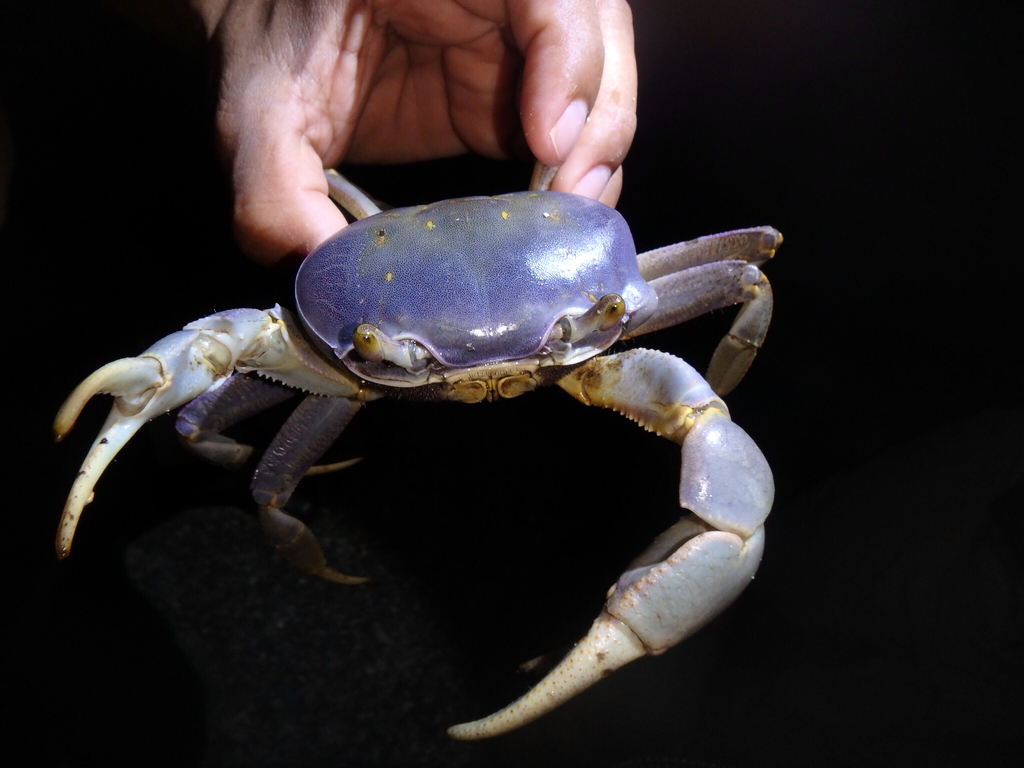 Blue Land Crab