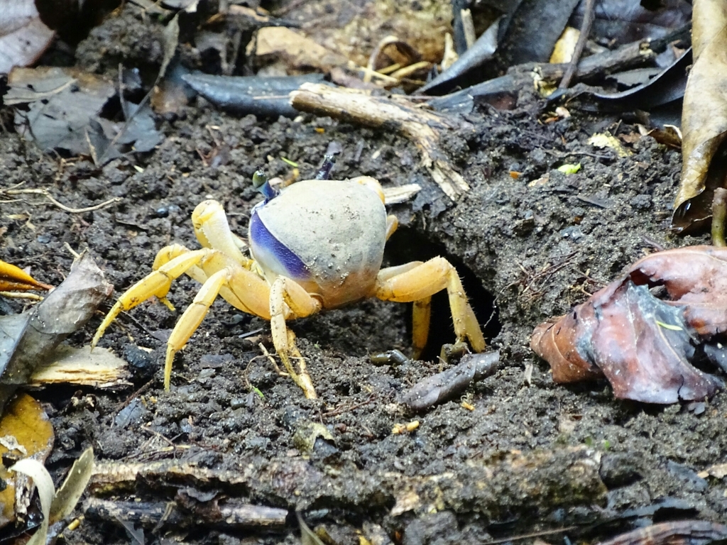 Blue Land Crab