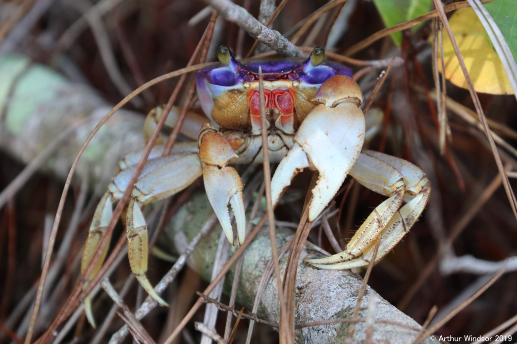 Blue Land Crab