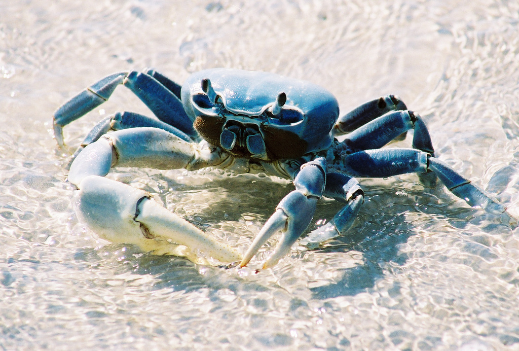 Blue Land Crab