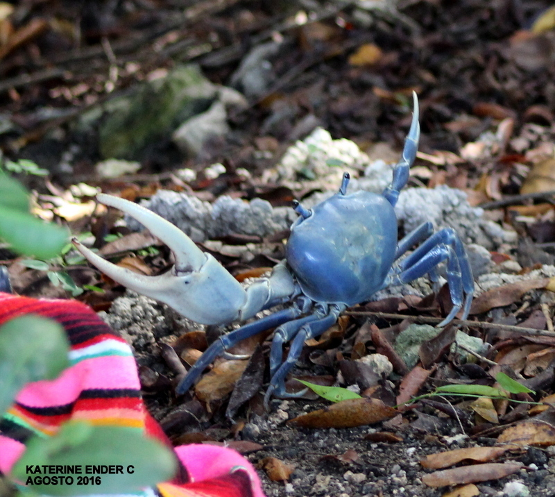 Blue Land Crab