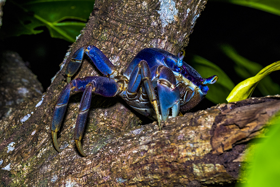 Blue Land Crab