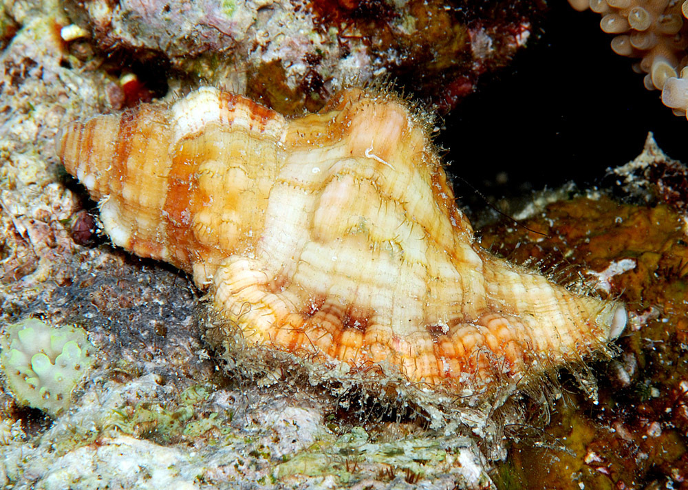 Tritone Cosmopolita
