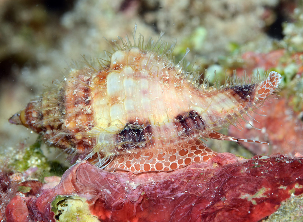 Tritone Cosmopolita