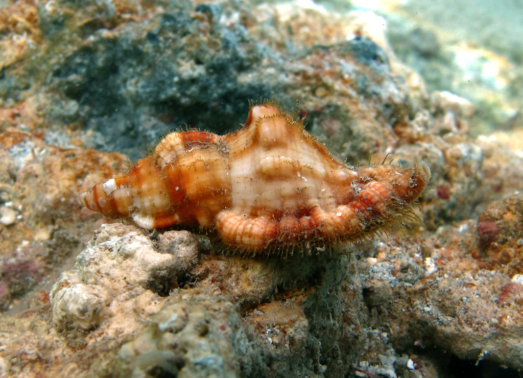 Tritone Cosmopolita
