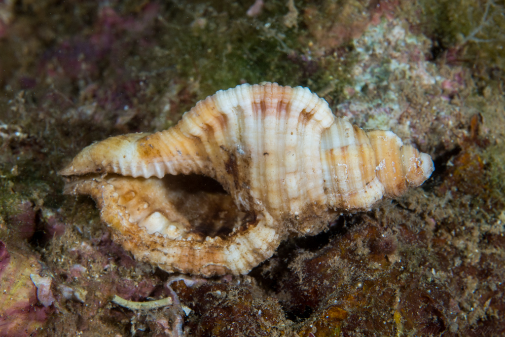 Tritone Cosmopolita