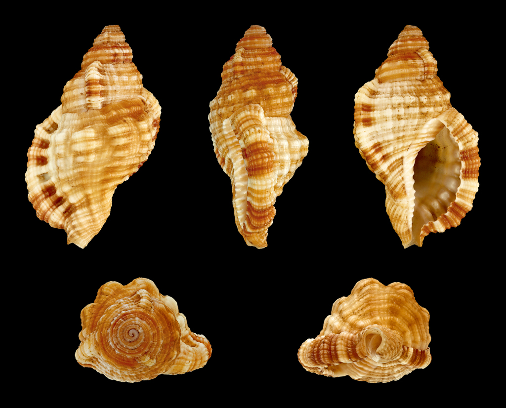 Tritone Cosmopolita