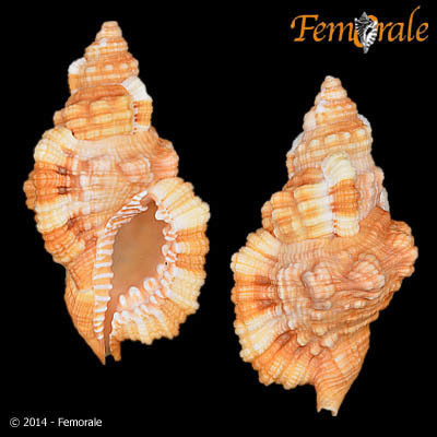 Tritone Cosmopolita