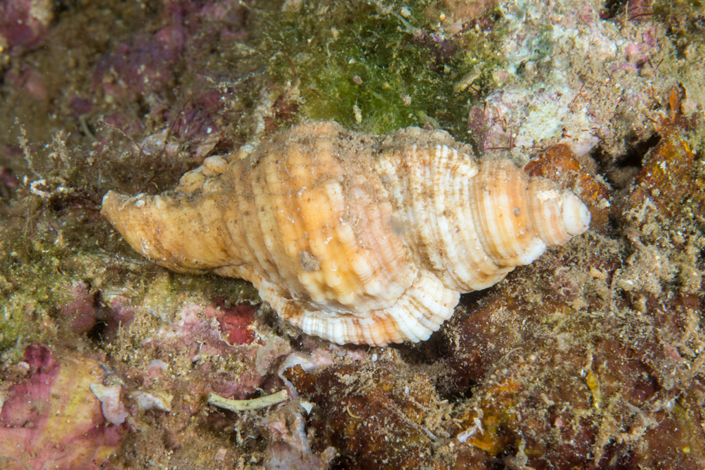 Tritone Cosmopolita