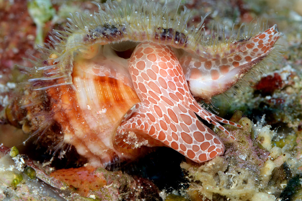 Tritone Cosmopolita