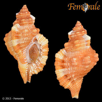Tritone Cosmopolita