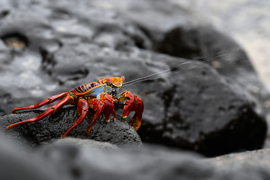 Sally Lightfoot Crab