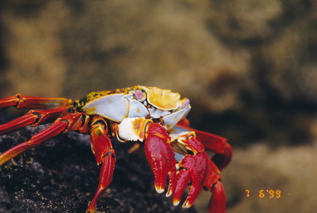 Sally Lightfoot Crab