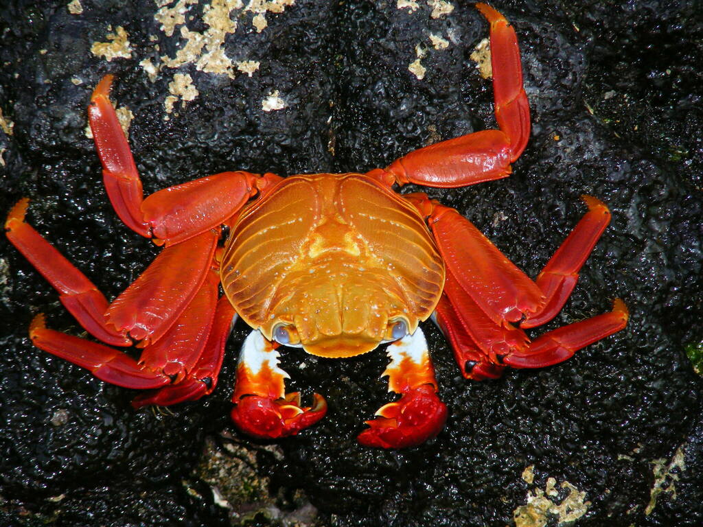 Sally Lightfoot Crab