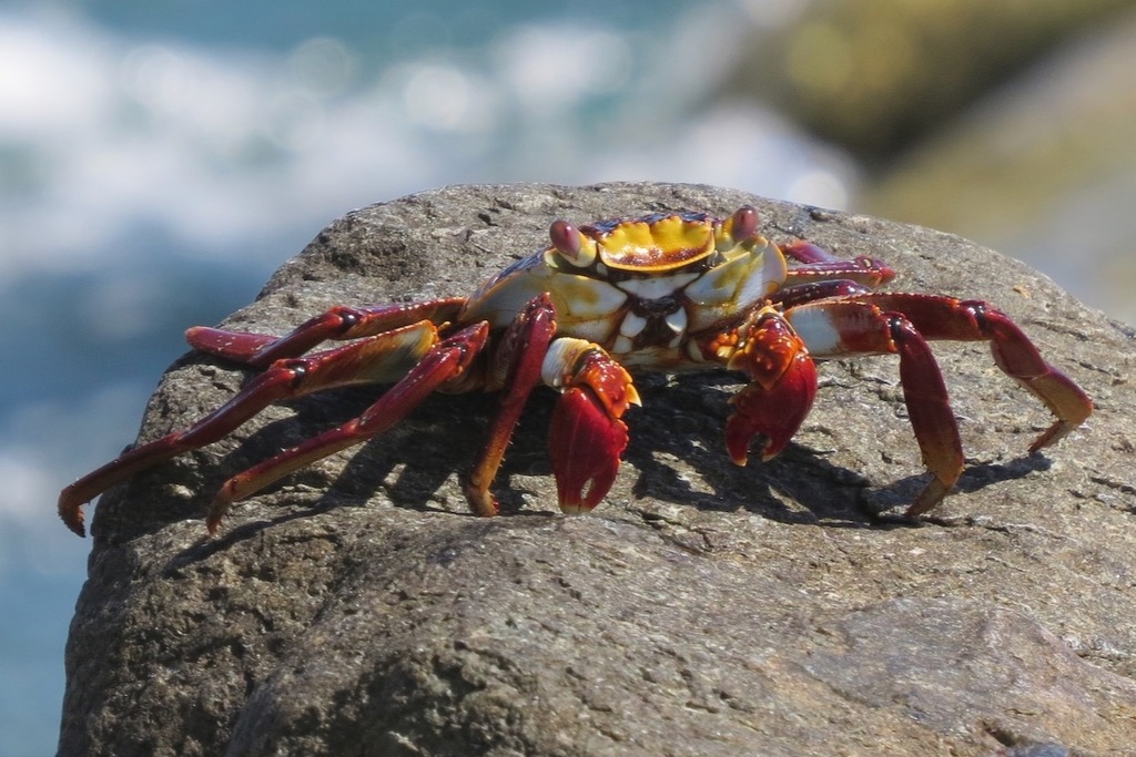 Sally Lightfoot Crab