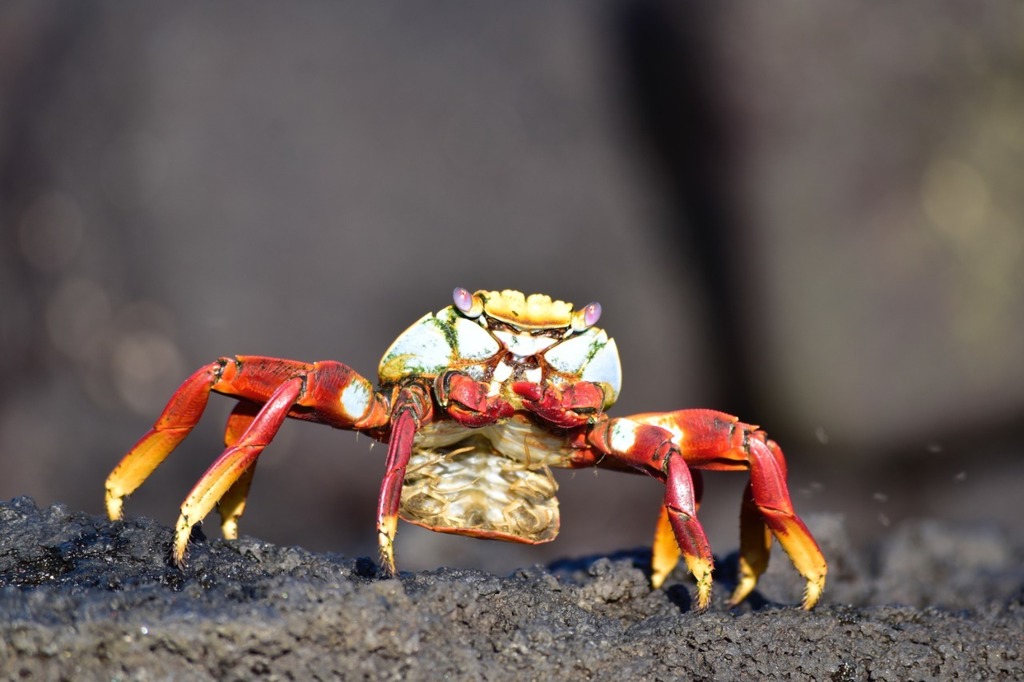 Sally Lightfoot Crab