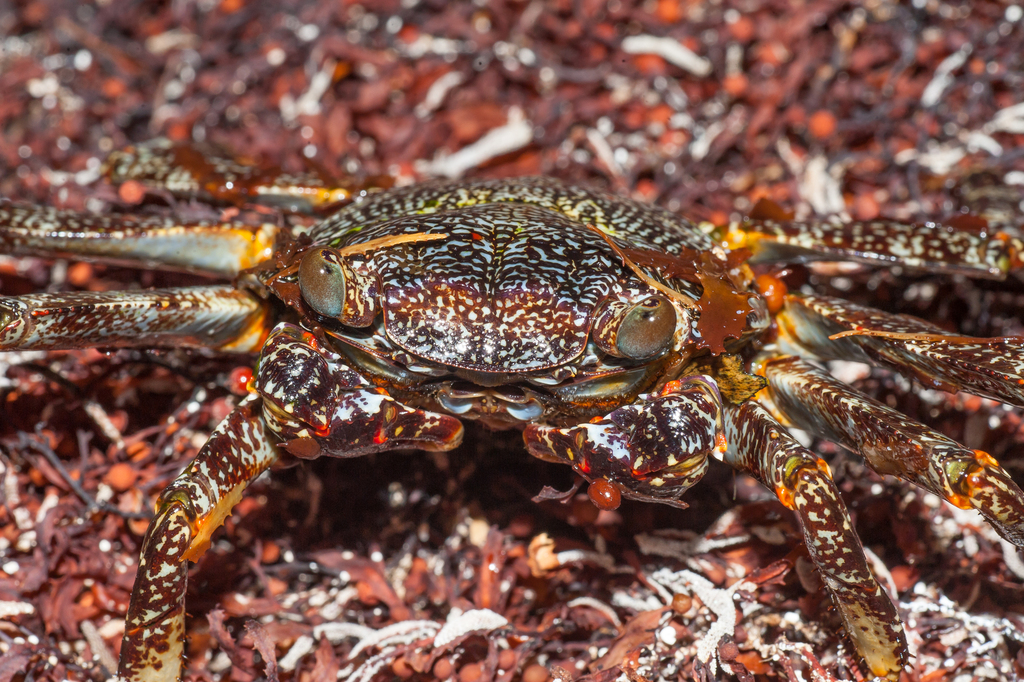 Sally Lightfoot Crab