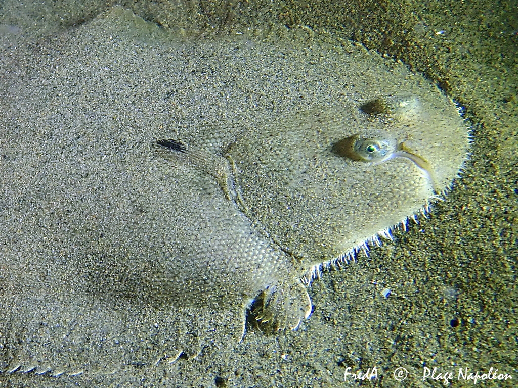Common Sole