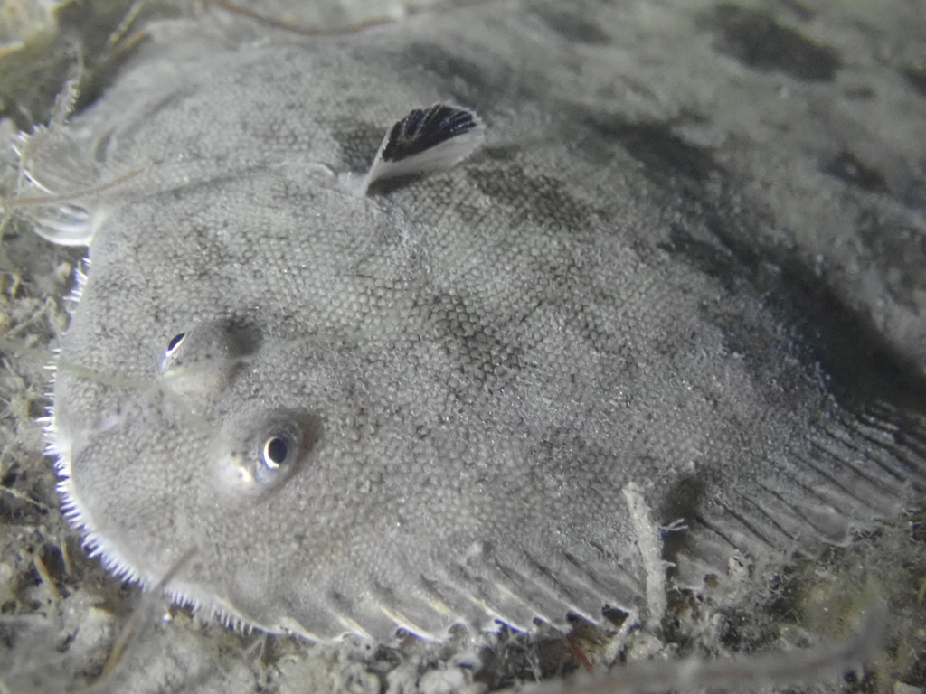 Common Sole