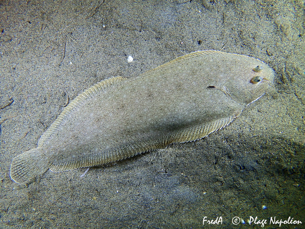 Common Sole