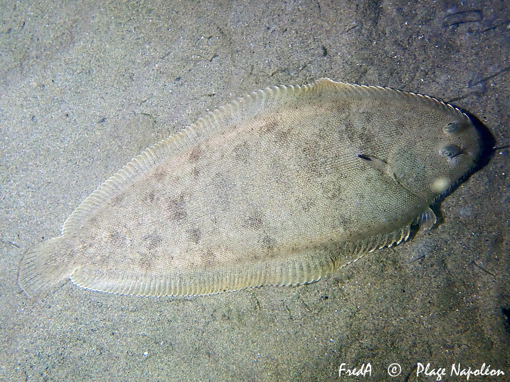 Common Sole