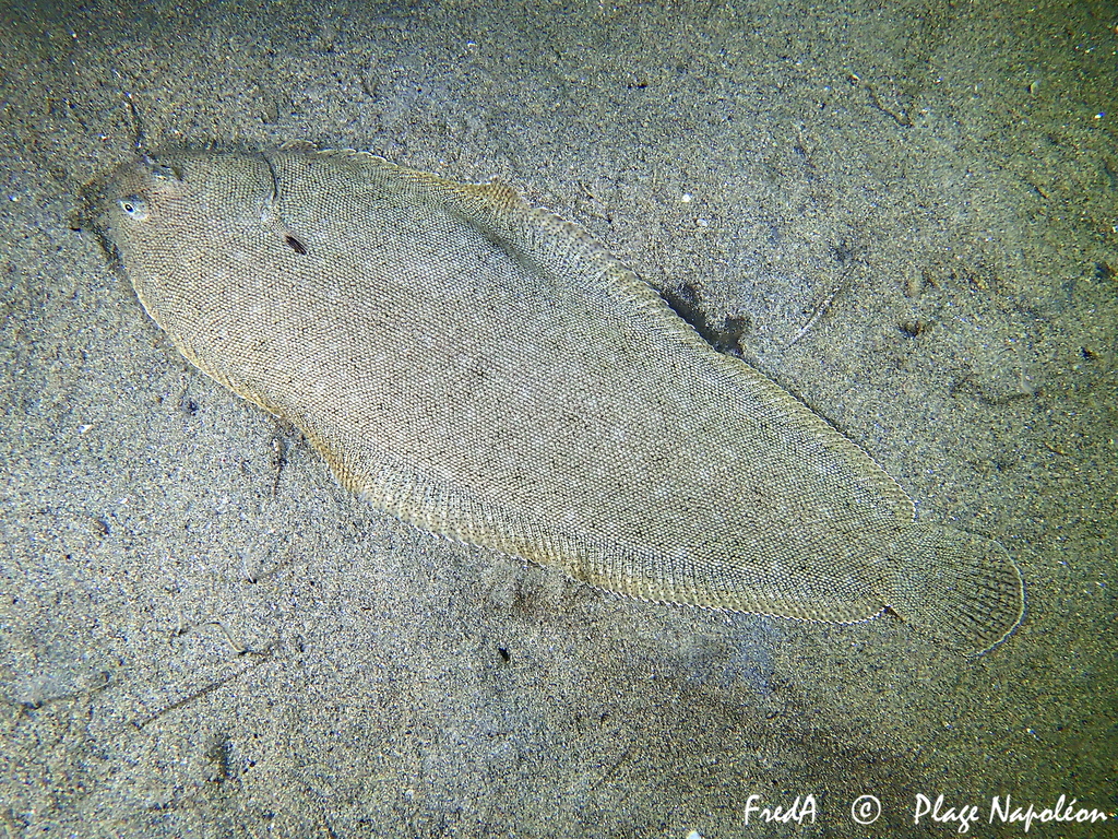 Common Sole
