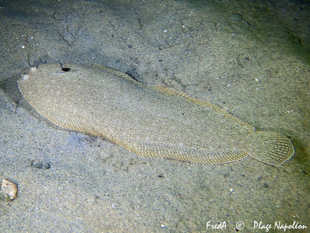 Common Sole