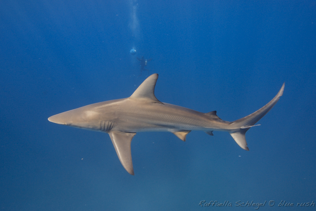Common Blacktip Shark