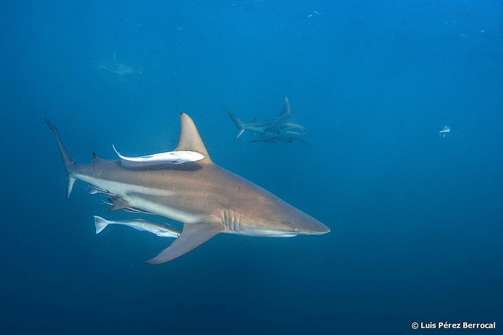 Common Blacktip Shark