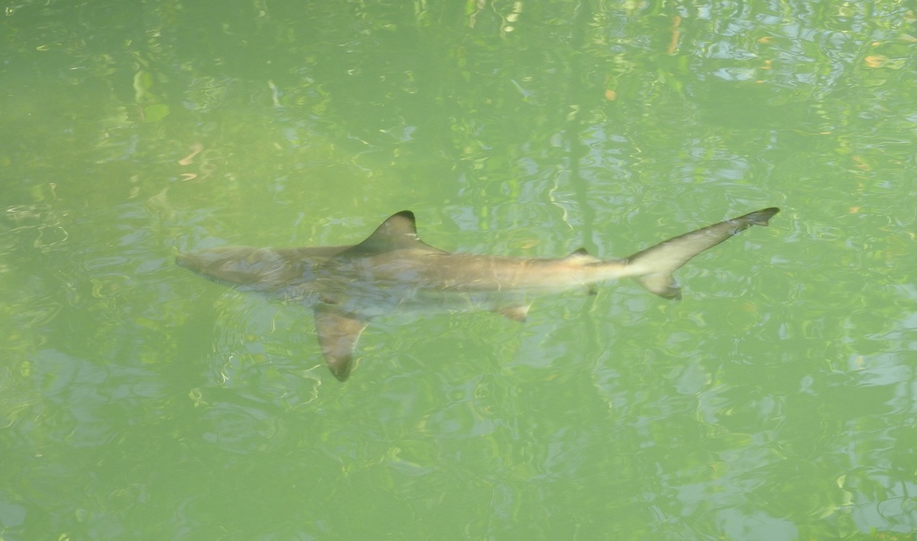 Common Blacktip Shark