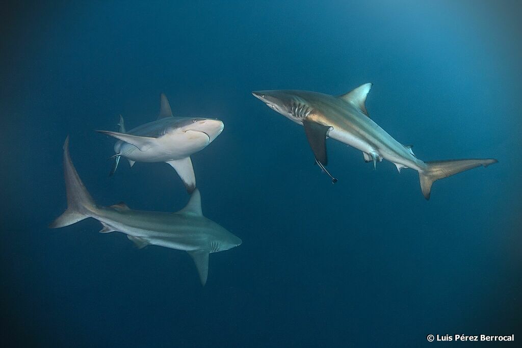 Common Blacktip Shark