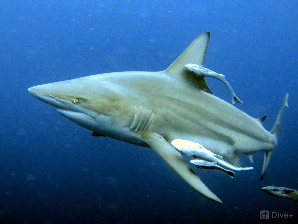 Common Blacktip Shark