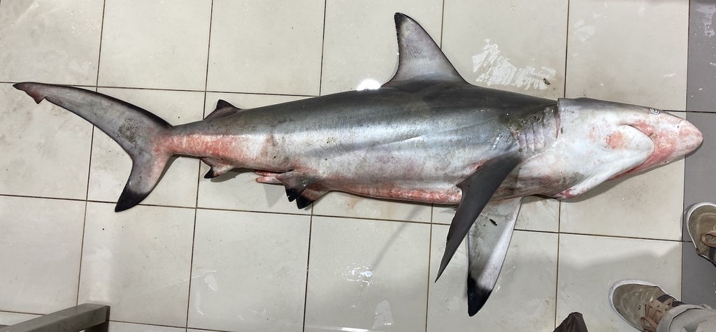 Common Blacktip Shark