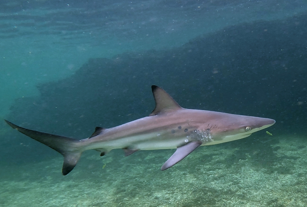 Common Blacktip Shark