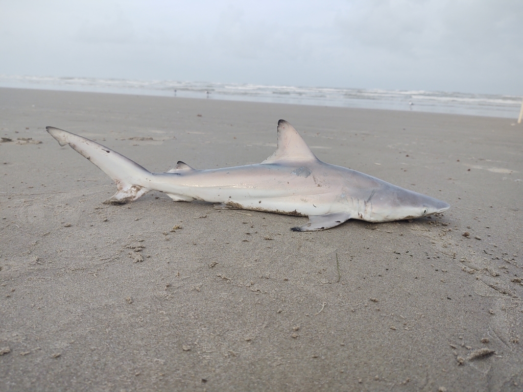 Common Blacktip Shark