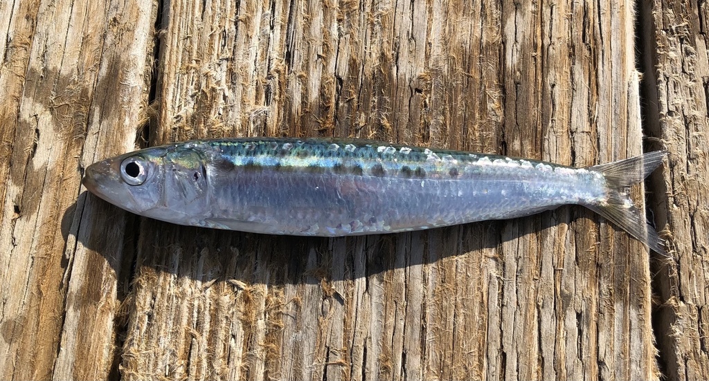 Pacific Sardine
