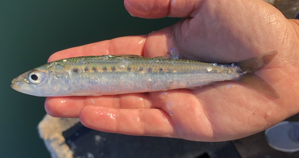 Pacific Sardine